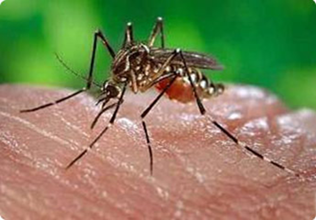 CARLOS FINLAYObserva que la fiebre amarilla es transmitida por mosquitos
