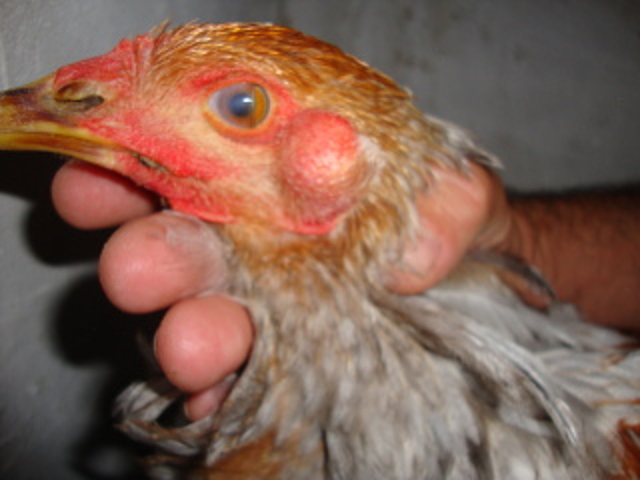 FRANCIS PEYTON ROUSDecubre el virus que produce tumores en pollos