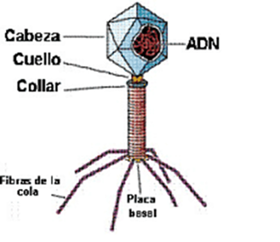 FELIX D’ HERELLEDescubre mas virus bacteriofogos