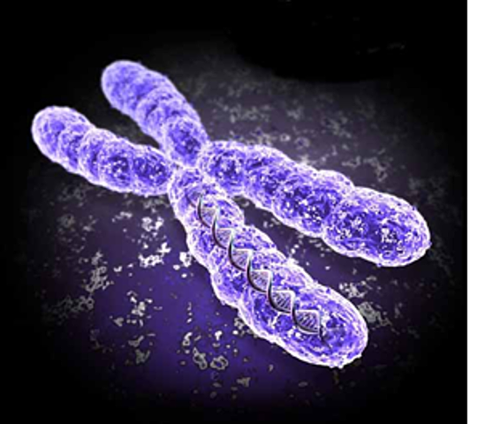 LAS BACTERIAS PUEDEN TENER CROMOSOMAS LINEALES