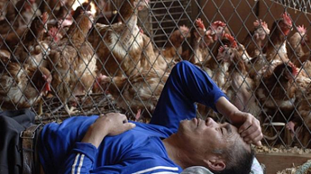 Aparece en asia la gripe aviar producida por el subtipo H5N1 del virus influenza a que puede transmitirse al hombre