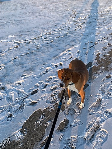 Our Beloved Dog, Jack