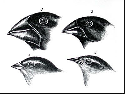 The Galapagos Islands