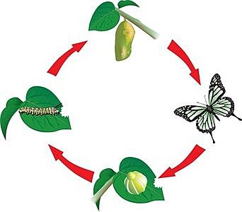 ...και ο κύκλος ζωής της πεταλούδας συνεχίζεται!!!