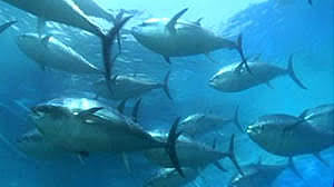 Tank-bred tuna system