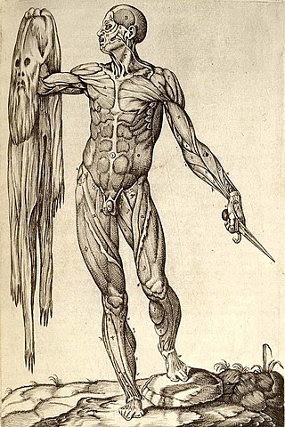L'anatomia