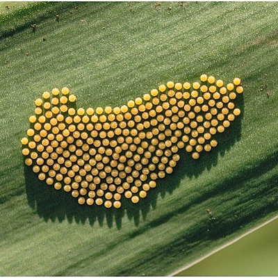 Timeline: La mariposa