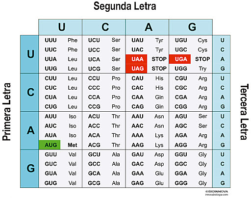 El código genético.
