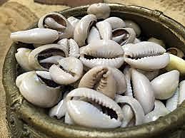 cowry shells