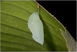 tercera generacion de la mariposa