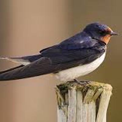 Timeline: Τα χελιδόνια