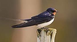 Timeline: Τα χελιδόνια