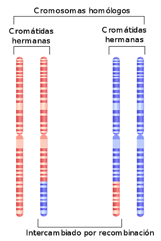 Cromosomas homólogos
