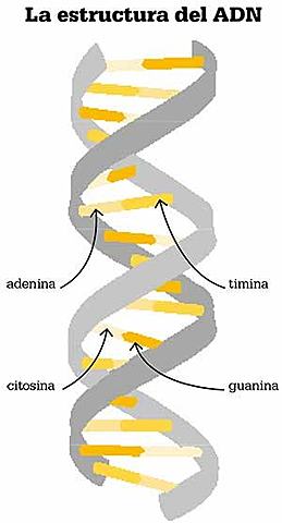 La estructura del ADN II