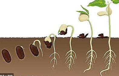 Second Stage: Germination