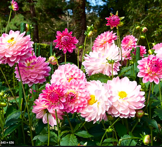 Fourth Stage: Flowering