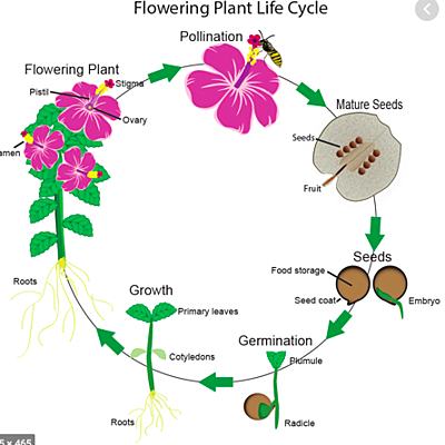 Timeline: Timeline of a Flower's Lifespan