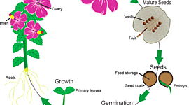 Timeline: Timeline of a Flower's Lifespan