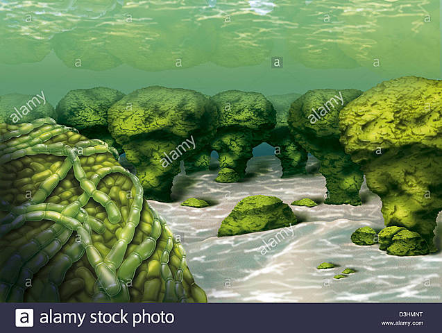 Aparición de cianobacterias