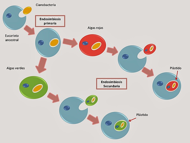 Origen de células Eucariotas