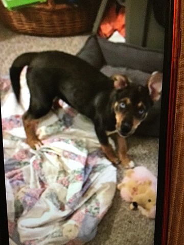 We got our puppy Bella