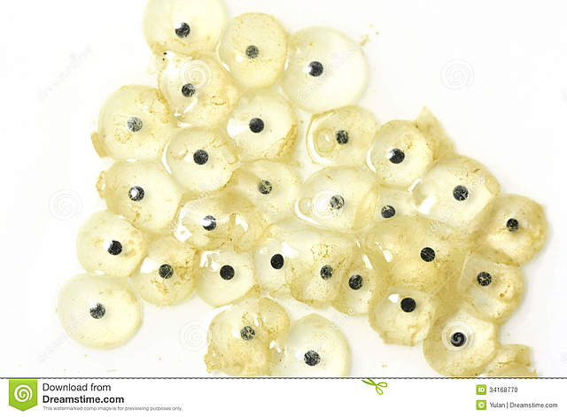 Τα αυγά μεγαλώνουν