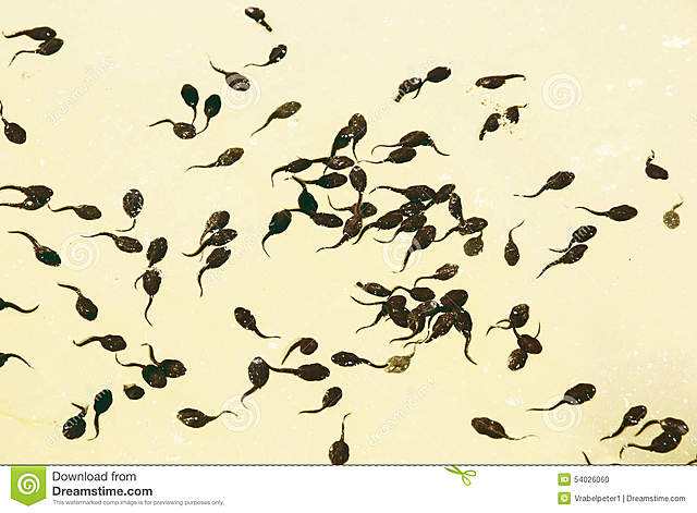 Τα αυγά γίνονται γυρίνοι.