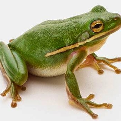 Timeline: Από το γυρίνο στο βάτραχο