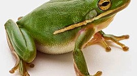 Timeline: Από το γυρίνο στο βάτραχο