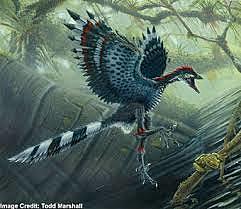 Aparición de las aves