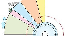 Timeline: ΕΞΕΛΙΞΗ