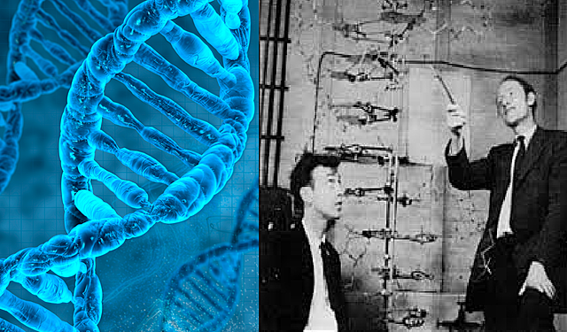 Physical structure of DNA
