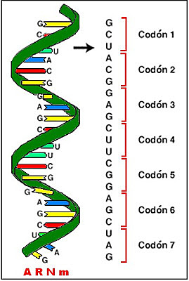 Deciphering the genetic code