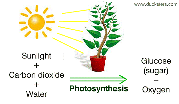 DISCOVERY OF PHOTOSYNTHESIS BY AERON ROGAYAN timeline | Timetoast