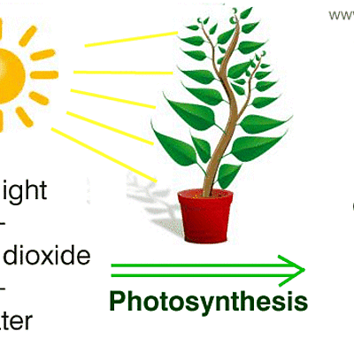 Timeline: DISCOVERY OF PHOTOSYNTHESIS BY AERON ROGAYAN