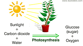 Timeline: DISCOVERY OF PHOTOSYNTHESIS BY AERON ROGAYAN