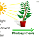 Photosynthesis (1)