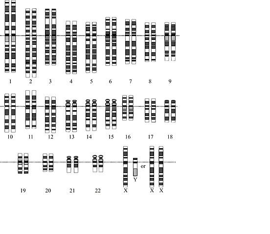 Completion of the human genoma project