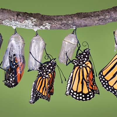 Timeline: Η ζωή μιας πεταλούδας / by Φιλία Αμαργιωτάκη