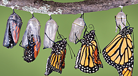 Timeline: Η ζωή μιας πεταλούδας / by Φιλία Αμαργιωτάκη