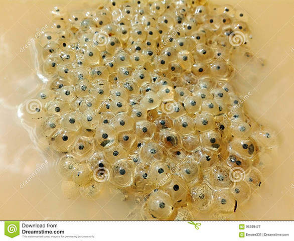 Τα αυγά βατράχια