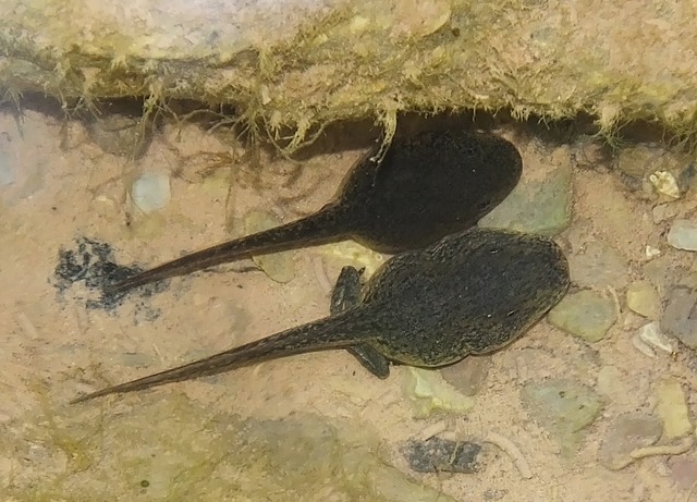 Γυρίνοι οκτώ εβδομάδων