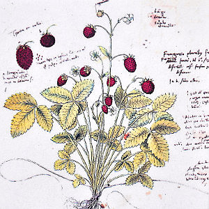 De causis plantarum - Teofrasto