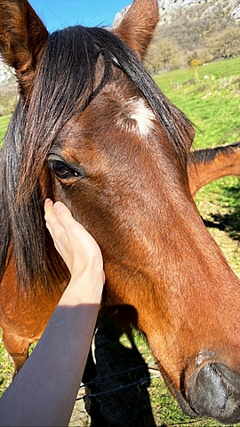 ME REGALÓN A PEGASO