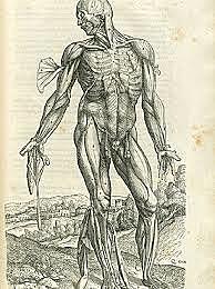 Versalius descriu l'anatomia