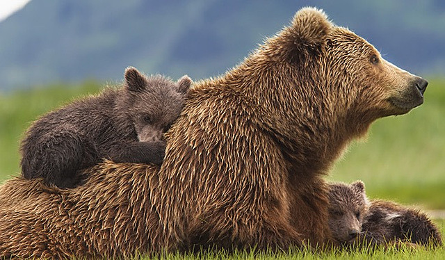 Peter Singer (1946-)