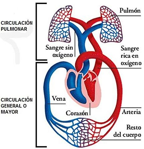 Descobreix la circulació pulmonar (o menor) de la  sang.