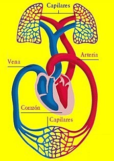Servet descobreix la circulació pulmonar
