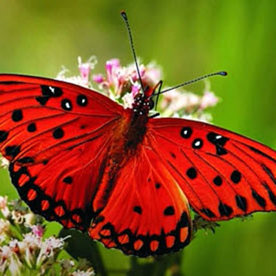 Timeline: Η ζωή της Κοκκινόφτερης