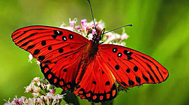 Timeline: Η ζωή της Κοκκινόφτερης